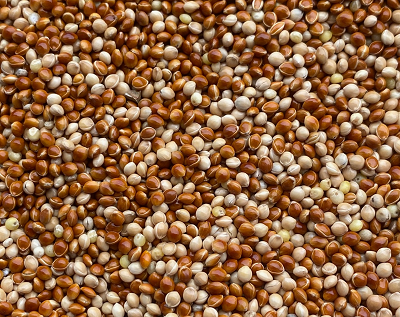Millet Mix Wild Bird Seed