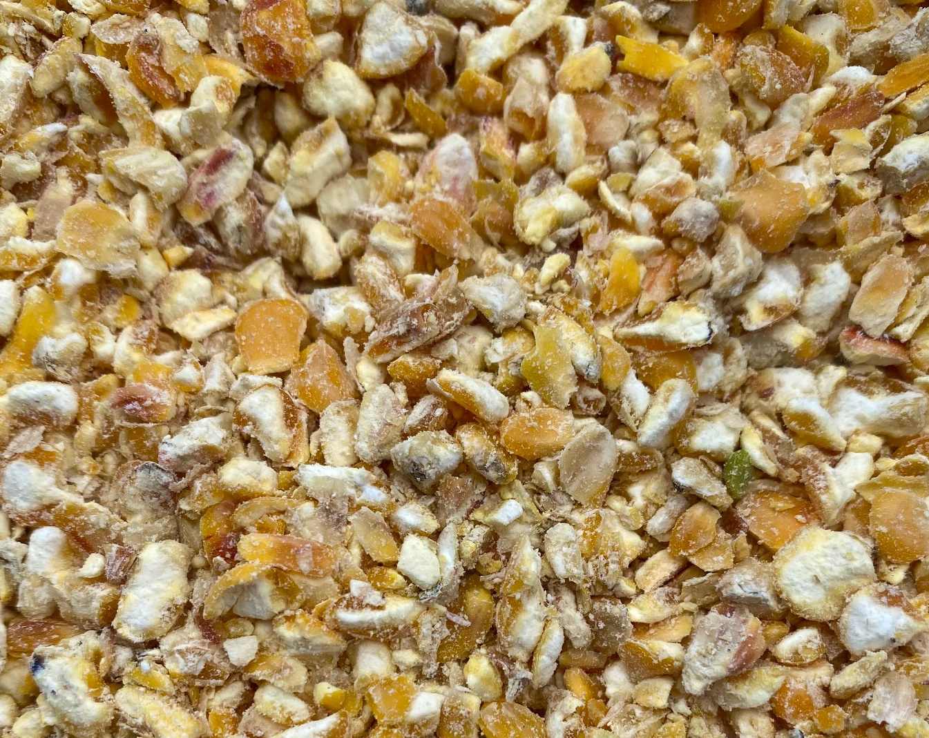 Cut Maize