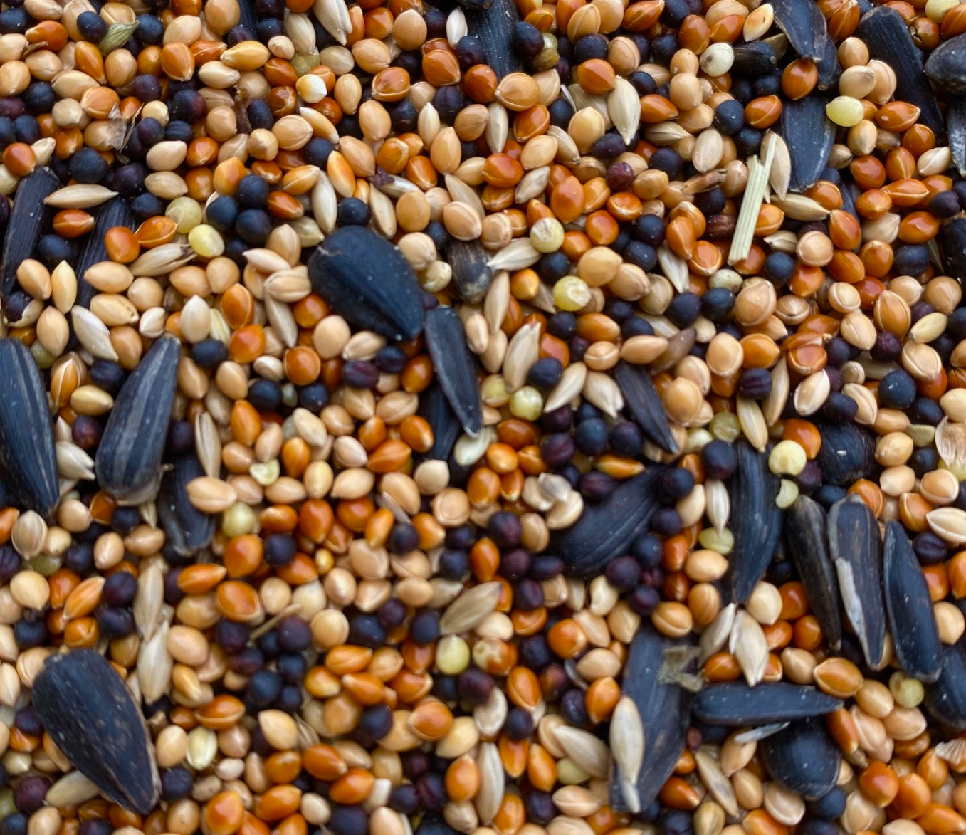 Millet and Sunflower Blend Wild Bird Food