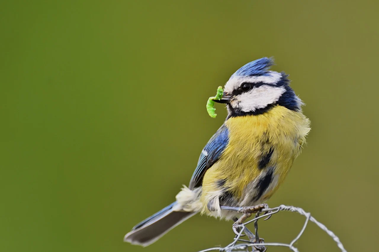 How to Attract Wild Birds to My Garden