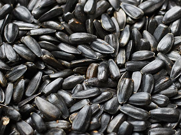 Black Sunflower Seed