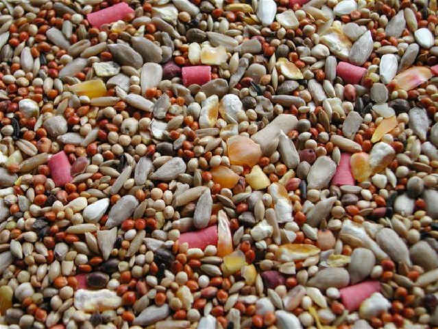 Wheat Free Bird Food with Berry Suet Pellets