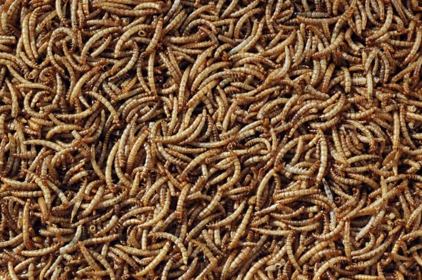 Dried Meal Worms