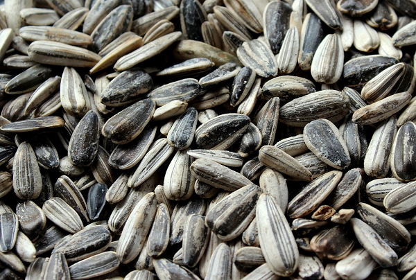 Striped Sunflower Seed